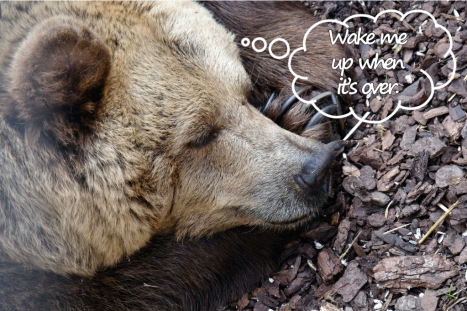 Sleeping brown bear with thought bubble "Wake me up when it's over"
